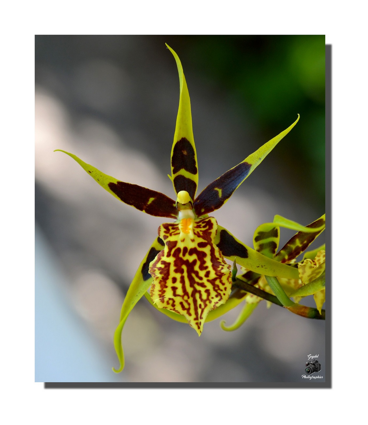 Une Orchidée Araignée (Brassia)