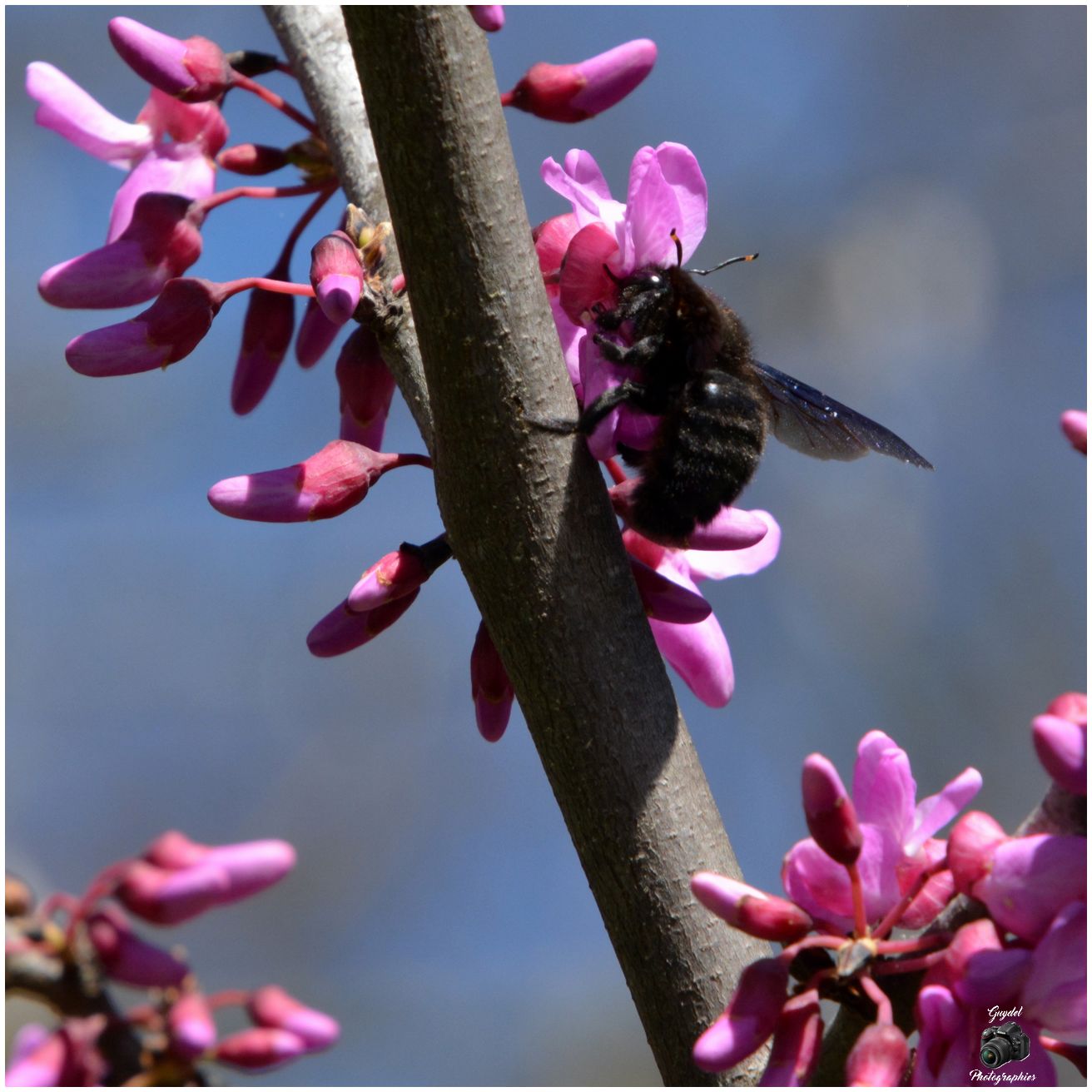 L' Abeille Charpentière