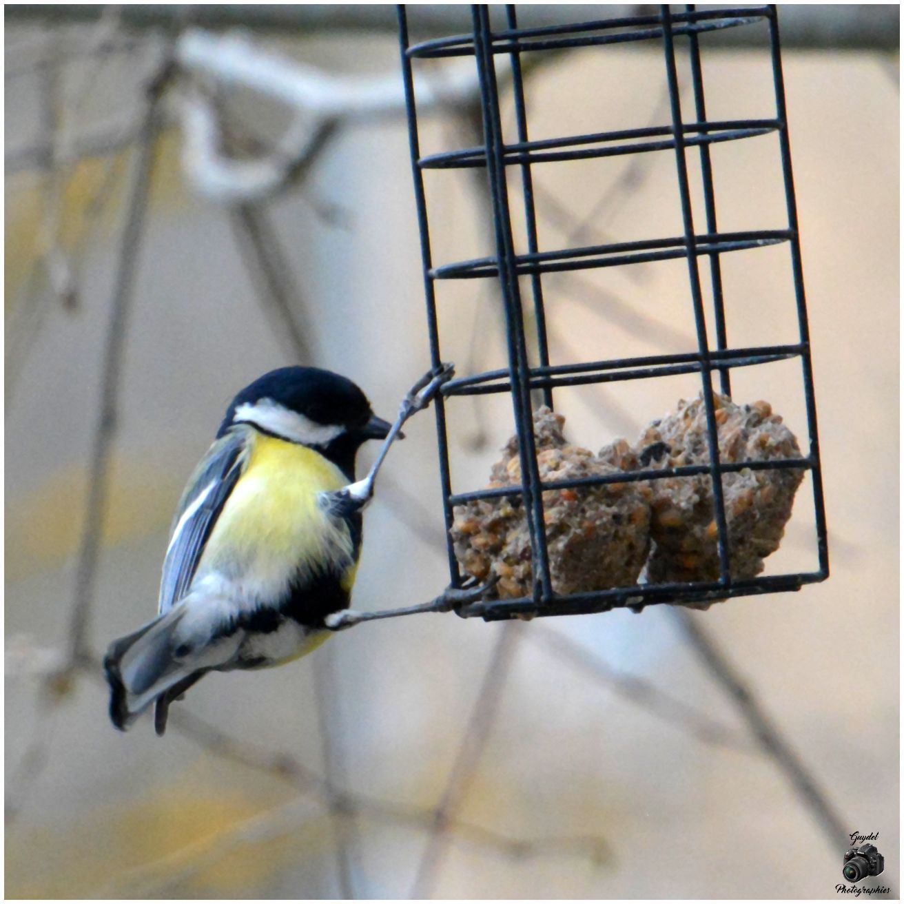 Une Mésange Charbonnière au resto !