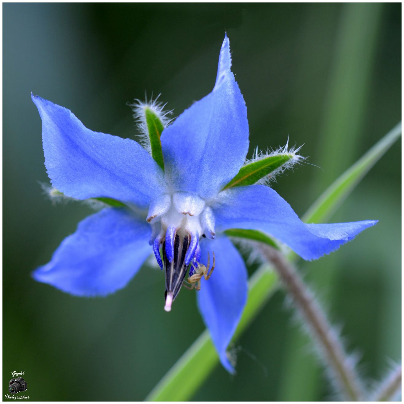 Fleur de Bourrache