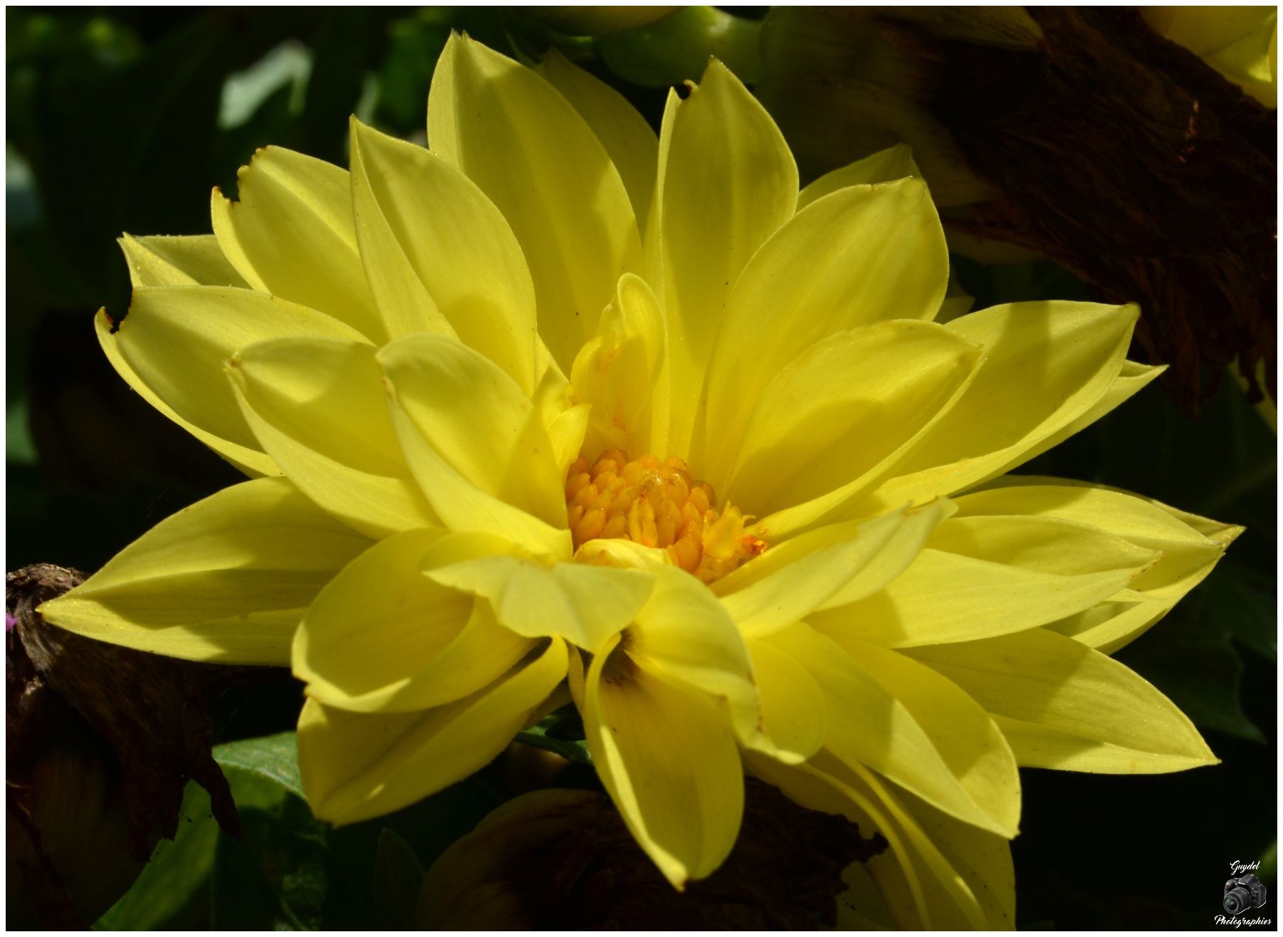 Dahlias