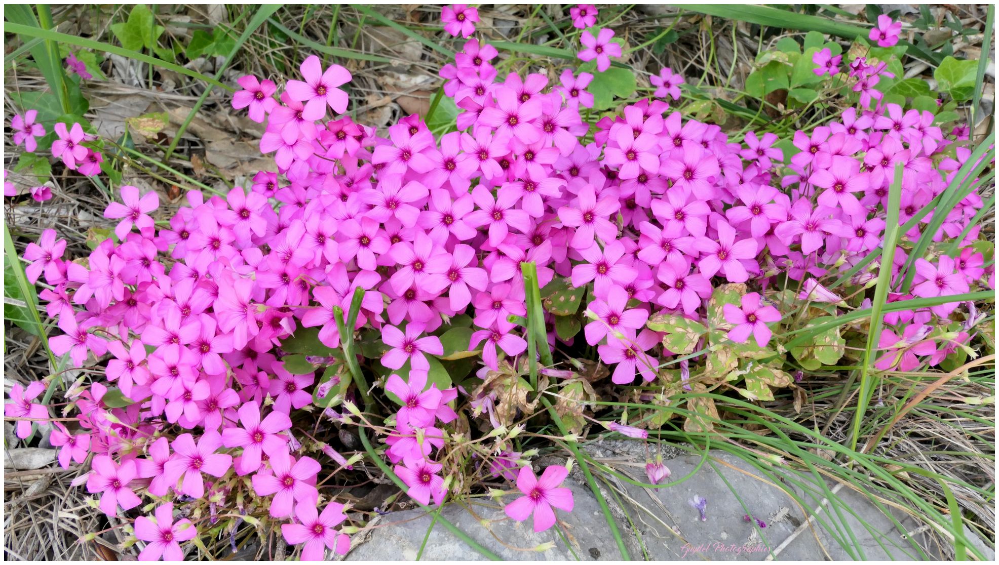 Gros bouquet de fleurs de talus (Oxalis Articulata)