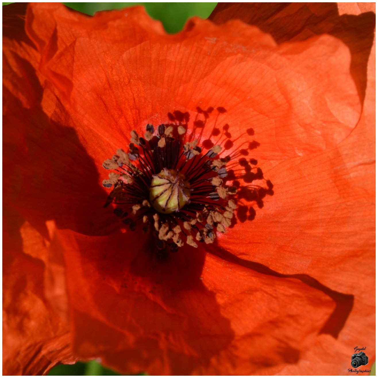 Coeur de Coquelicot
