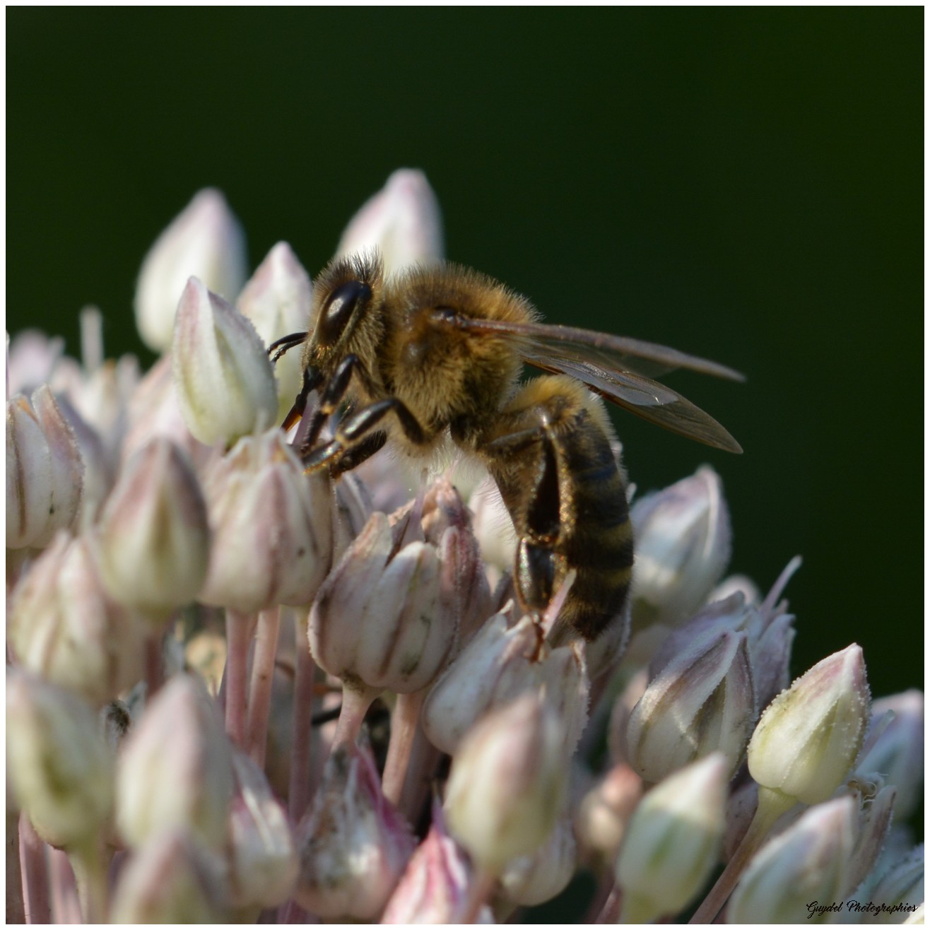 Abeille sur tête d'Ail