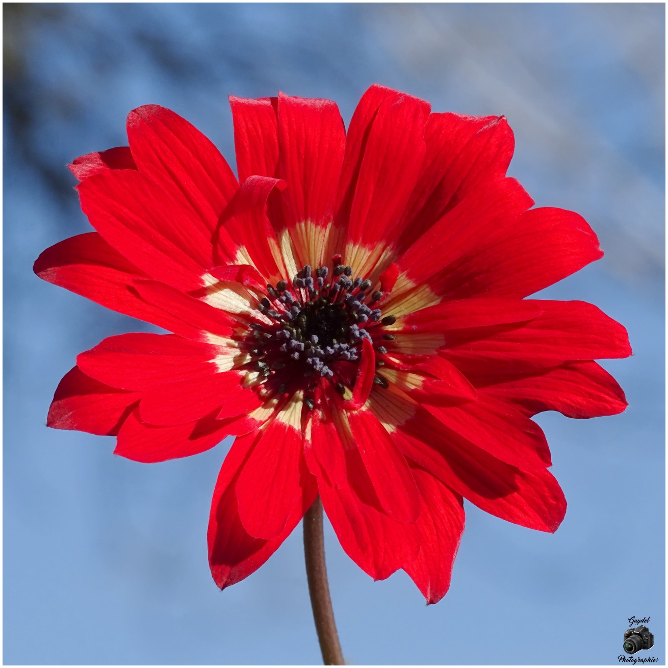 Festival de Printemps