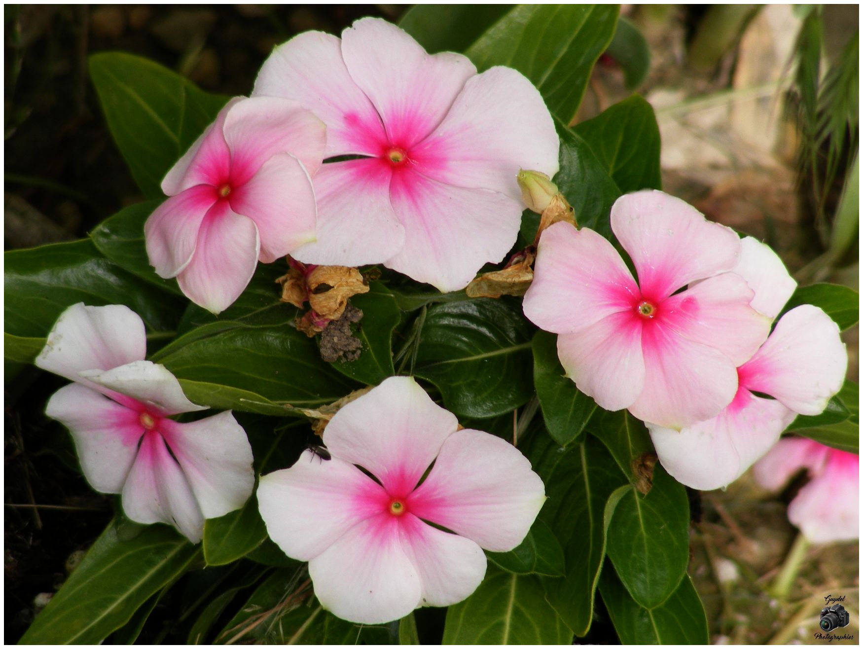 Impatiens de Nouvelle-Guinée