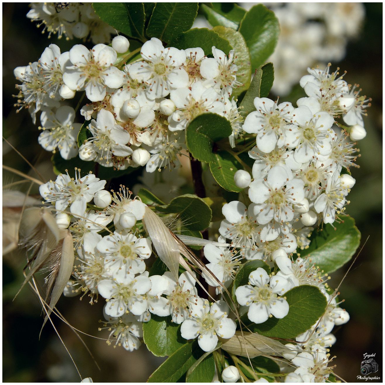 Le Pyracantha