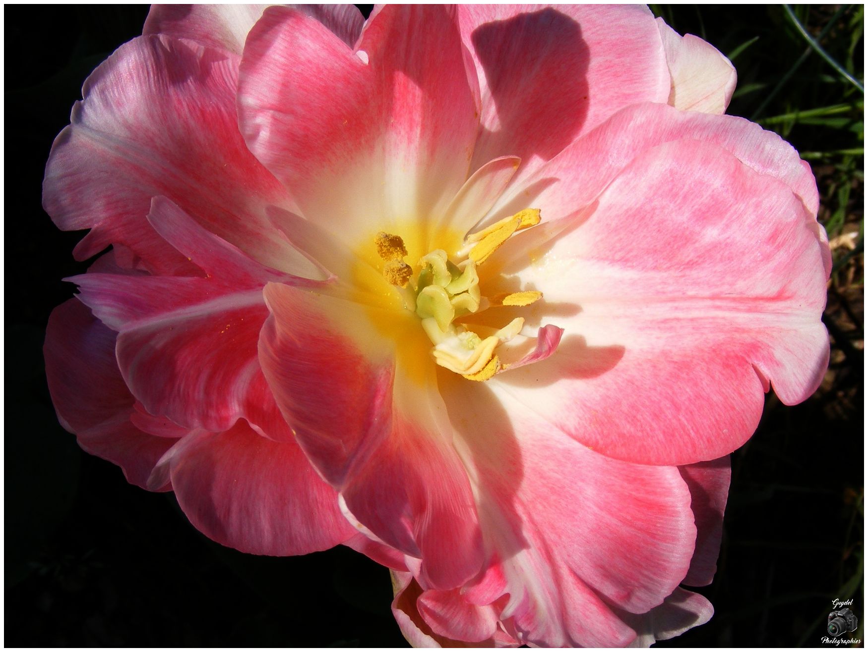 Tulipe double