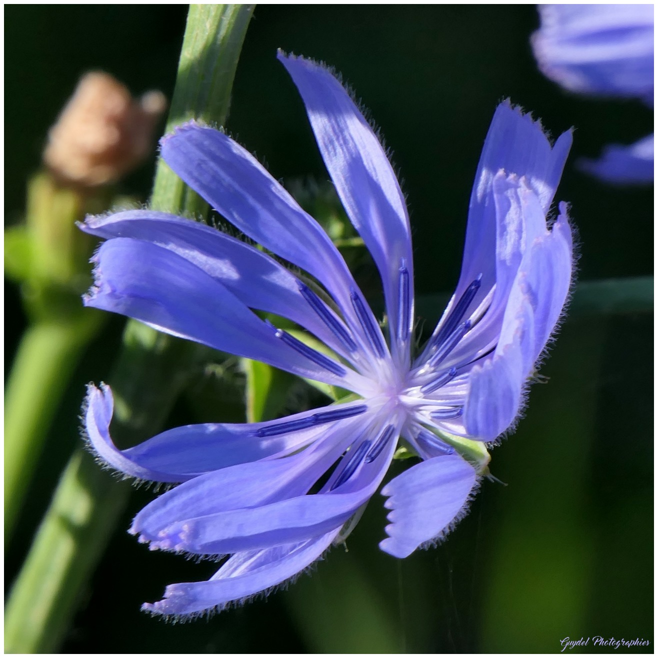Une fleur de Chicorée Sauvage