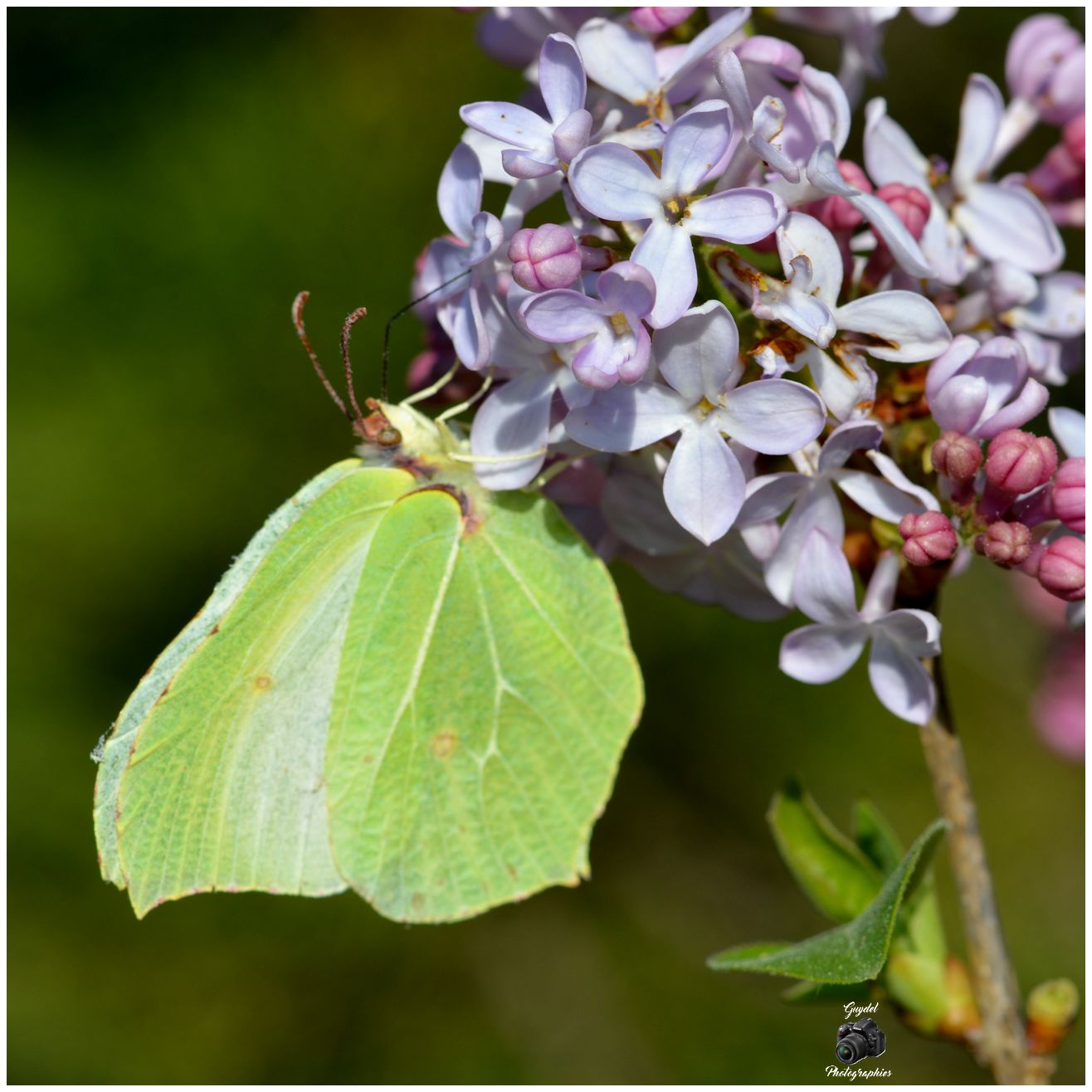 Citron sur les derniers Lilas