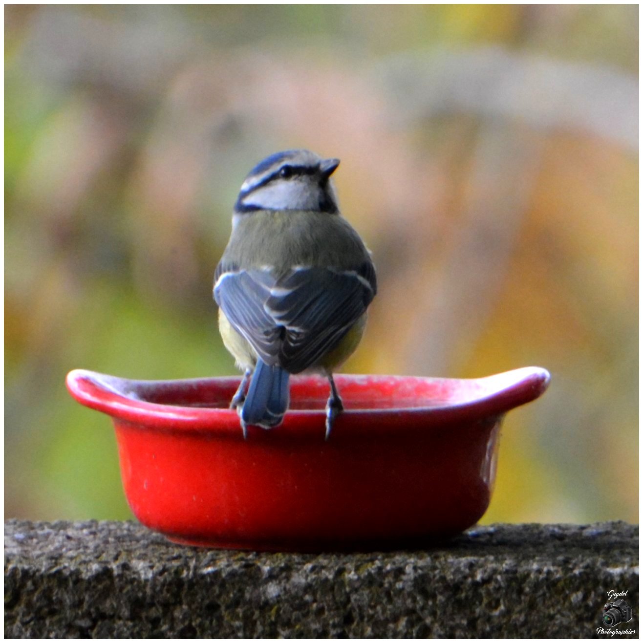 Mésange Bleue au bistrot !