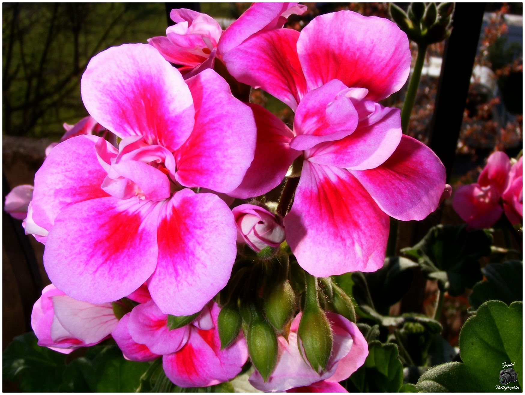 Géranium