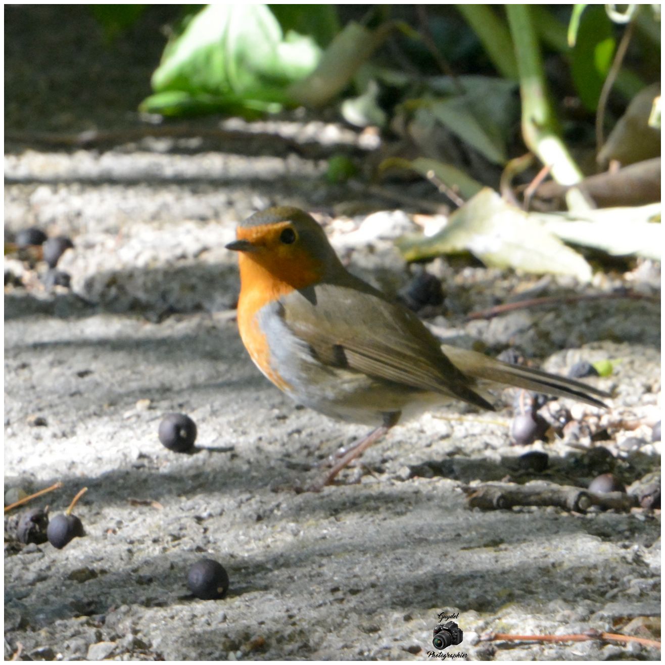 Robin 1