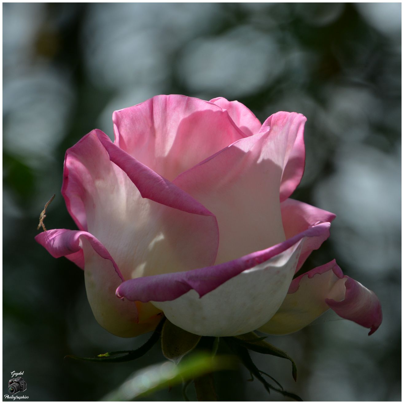 Ma "Princesse de Monaco"