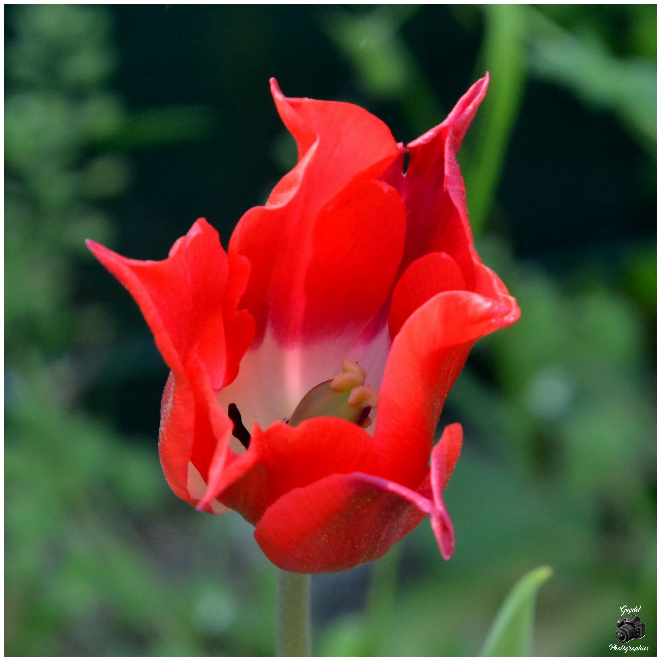 Une des dernières Tulipes
