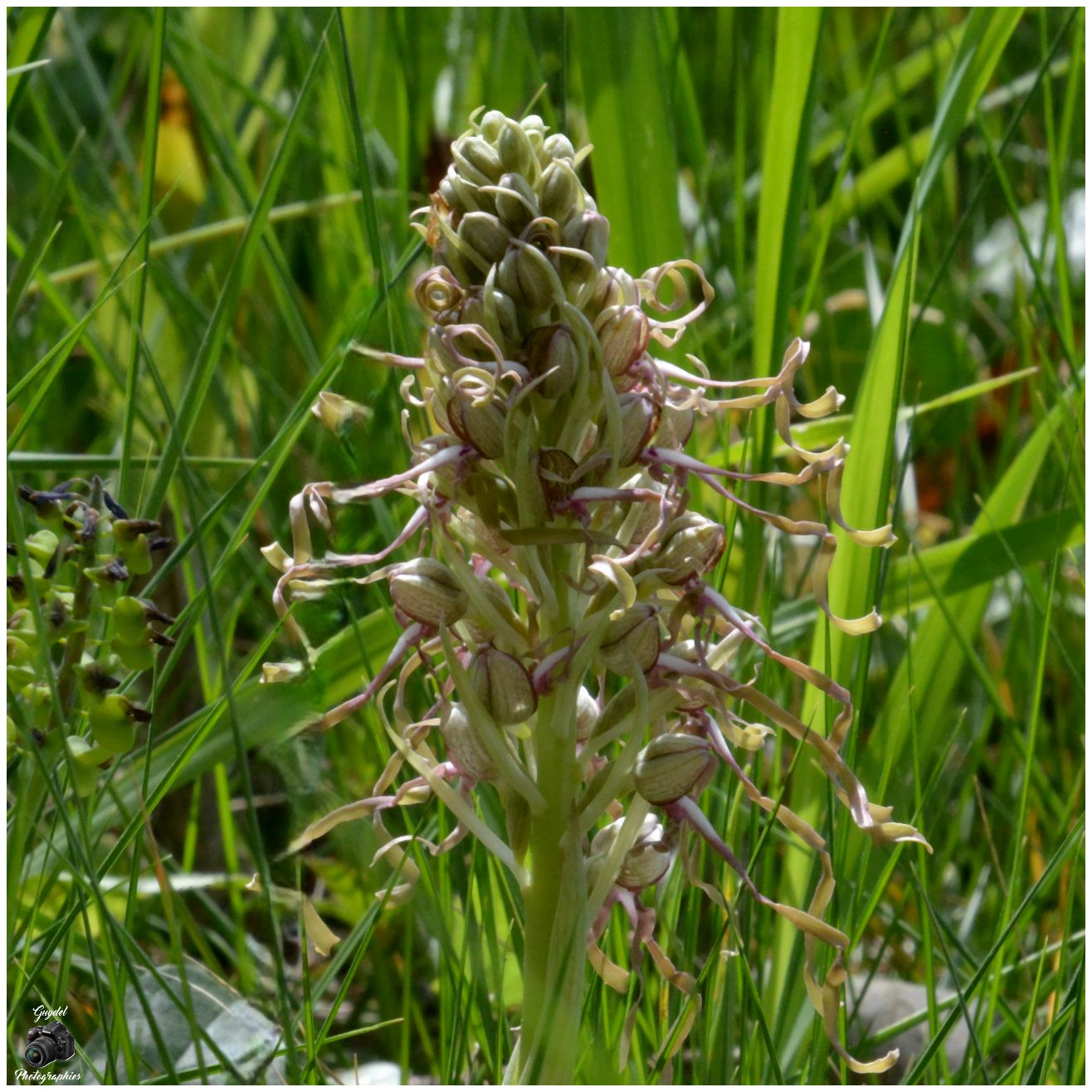 Himantoglossum hircinum