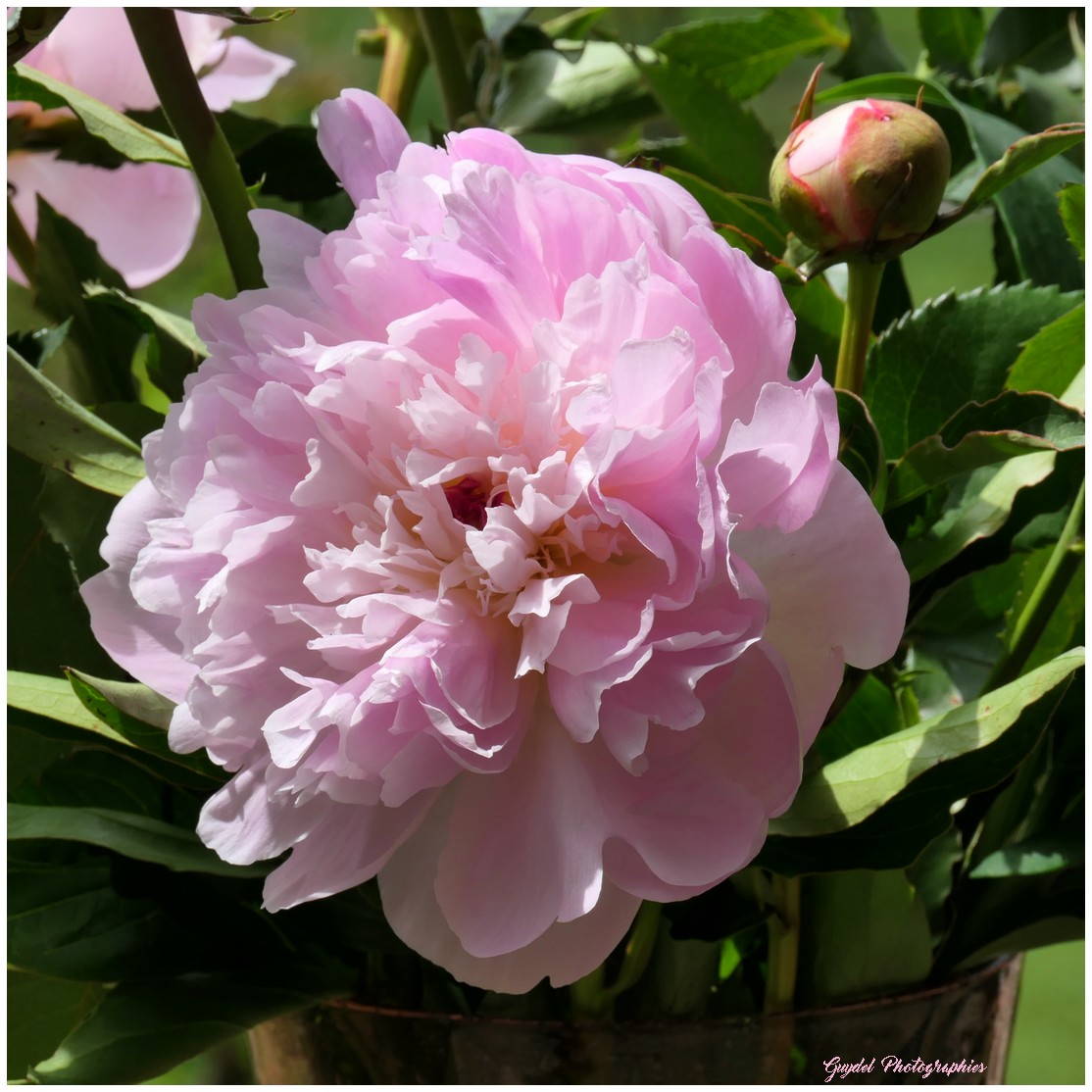 Une Pivoine