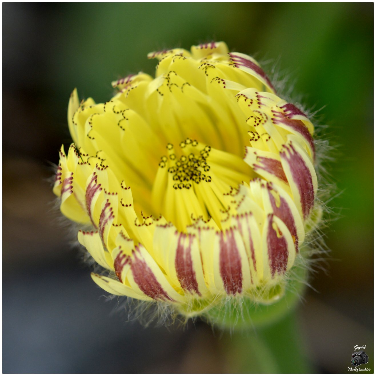 Urospermum Dalechampii