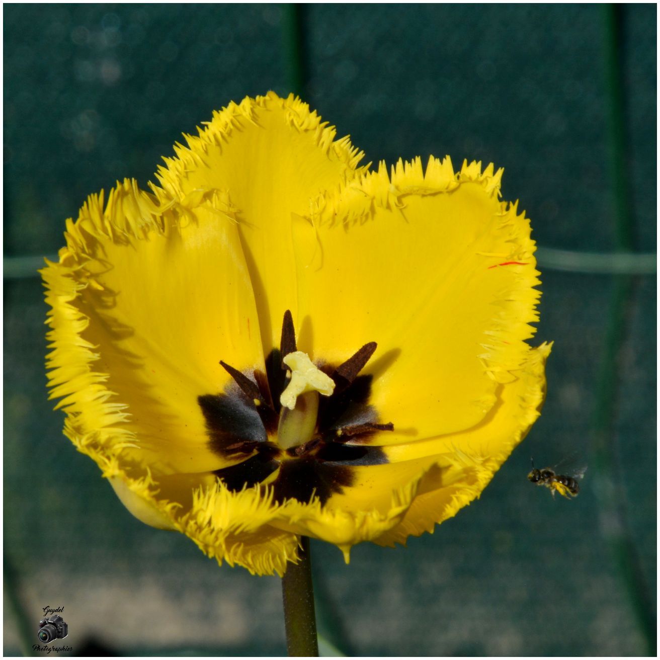 Une attirante Tulipe frangée