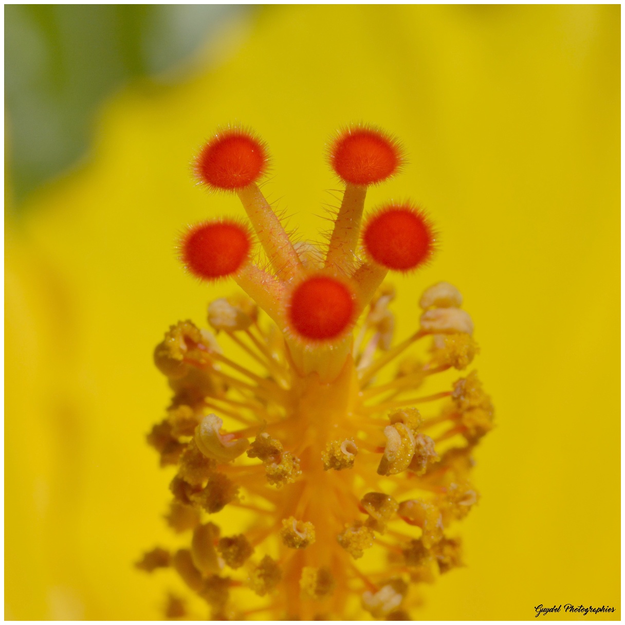 Le pistil