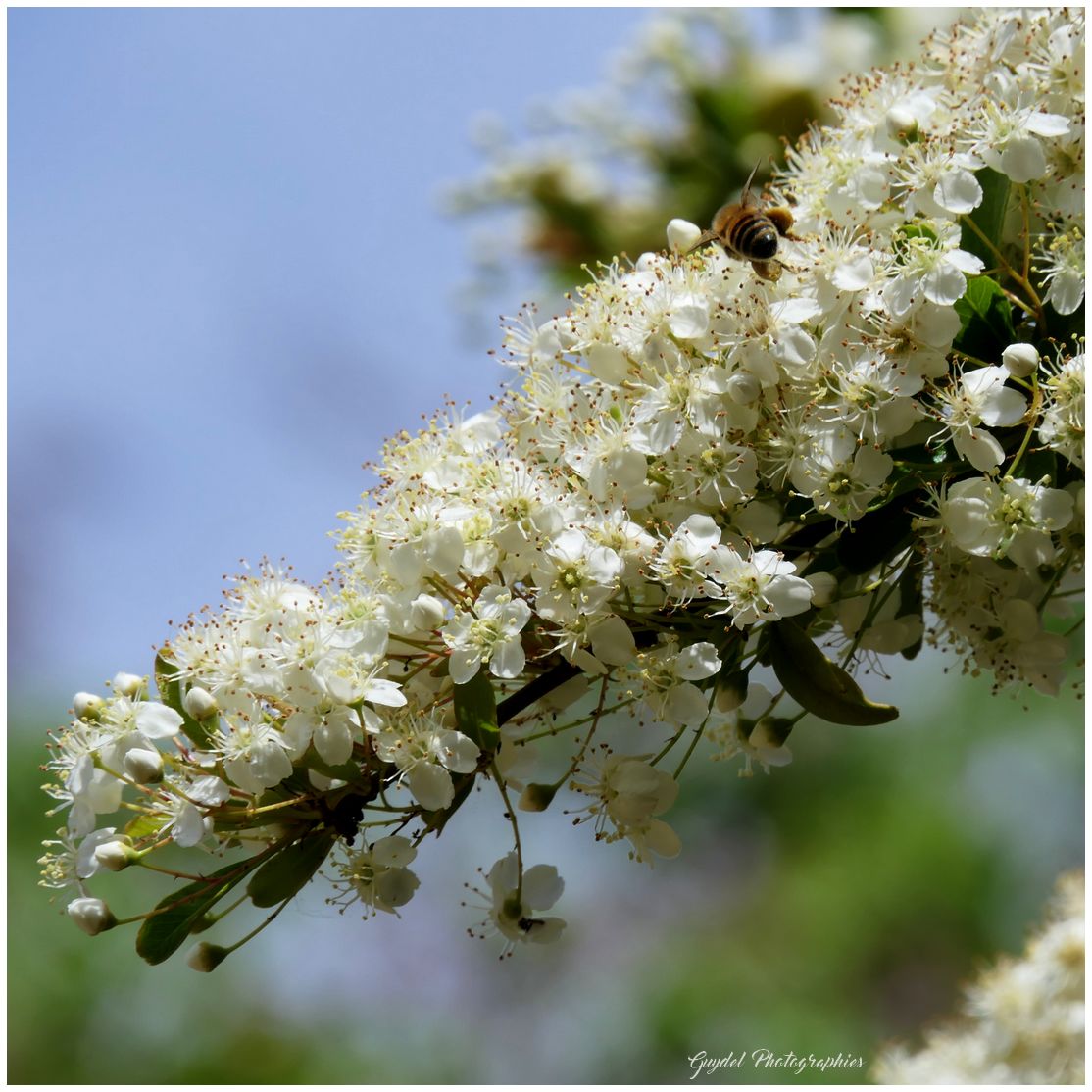 Et les insectes en profitent !