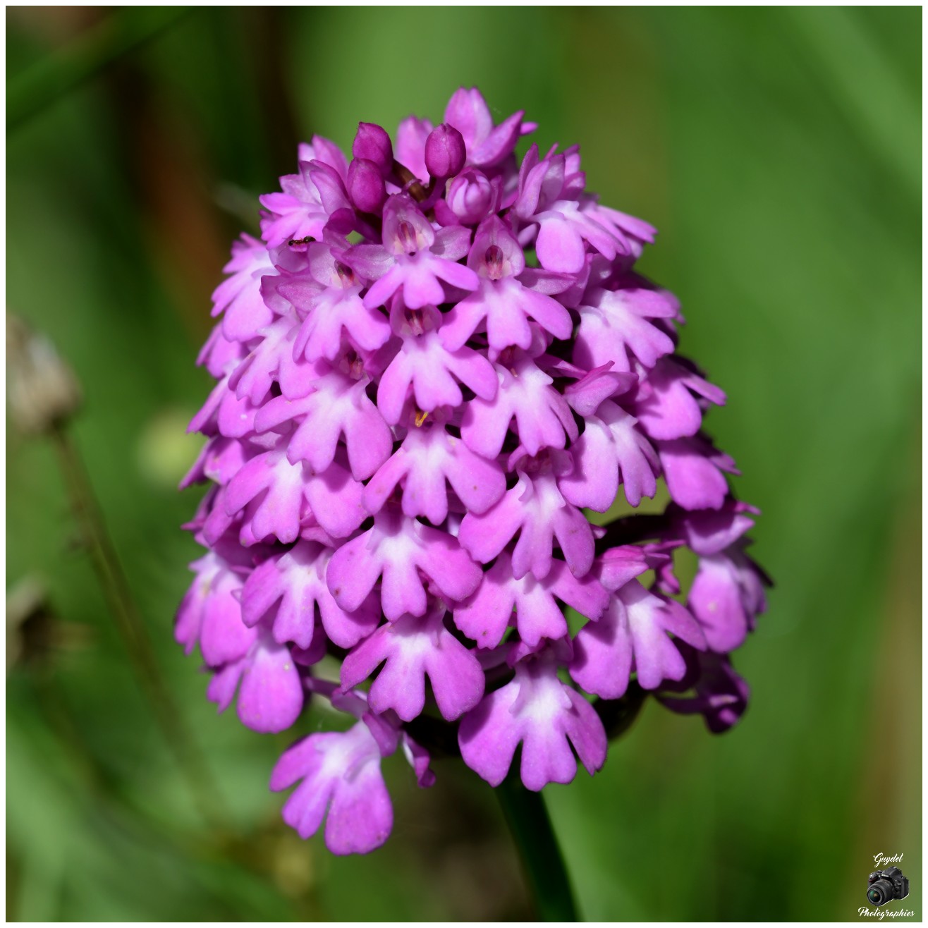 Orchis Pyramidal
