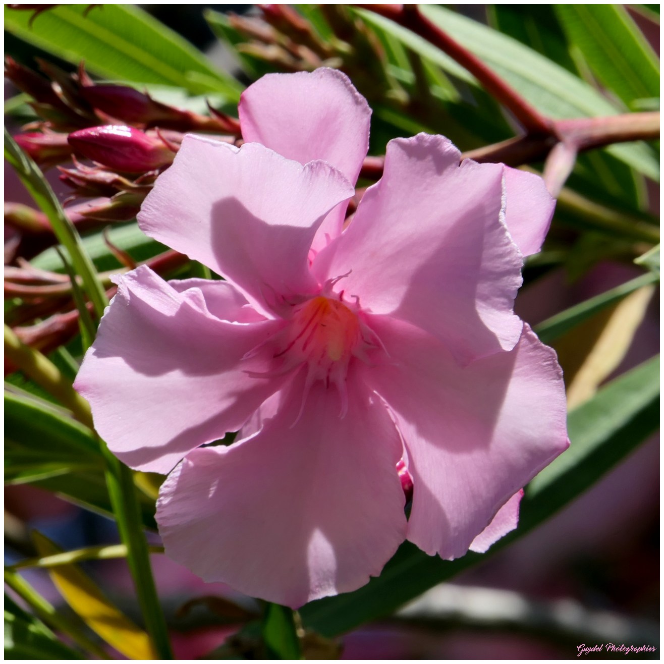 Même seule, la fleur est jolie !