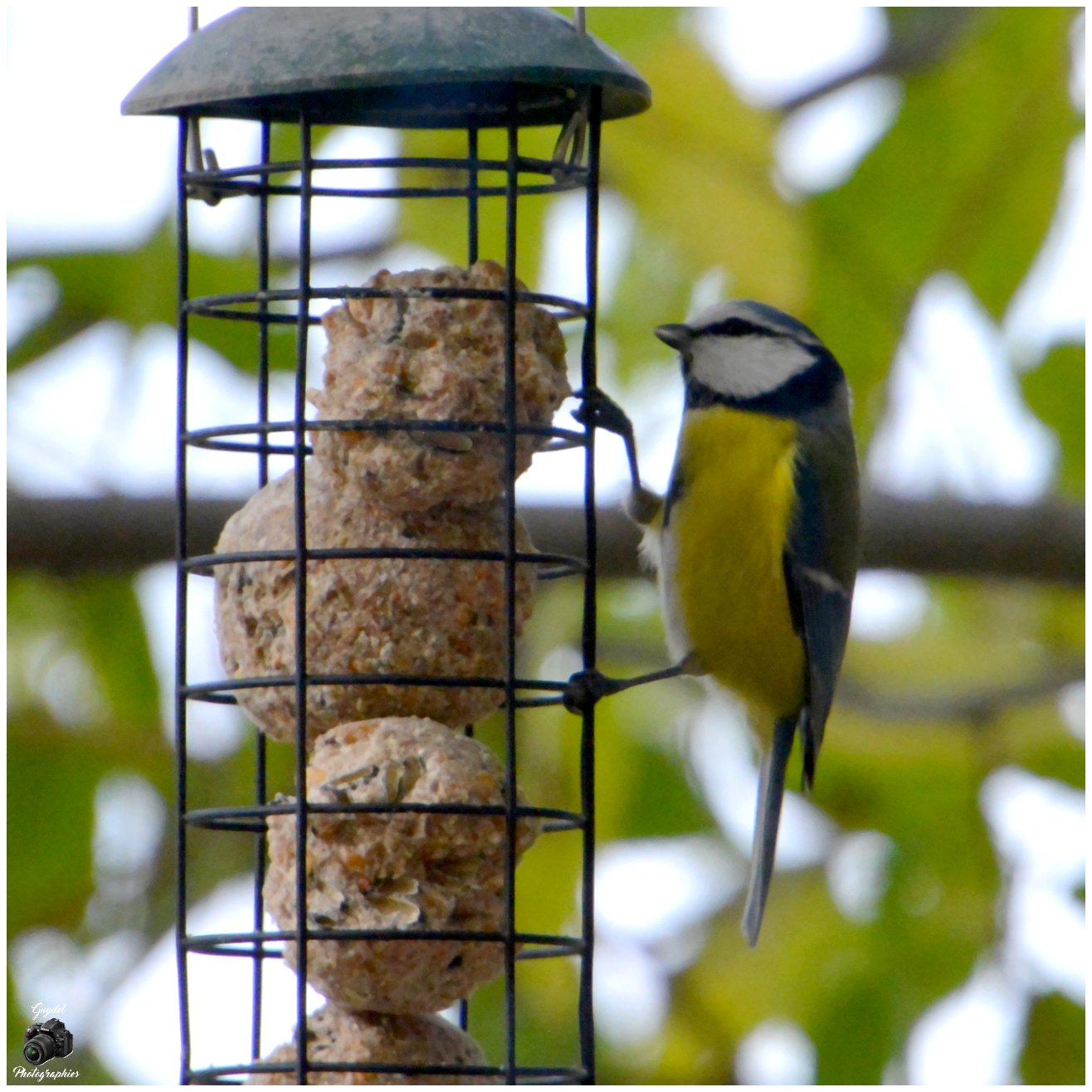 Mésange Bleue au resto !
