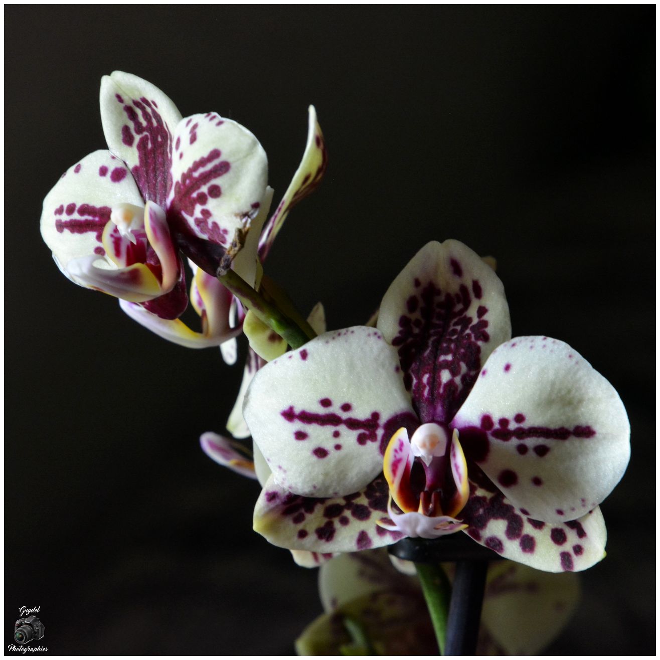 Phalaenopsis