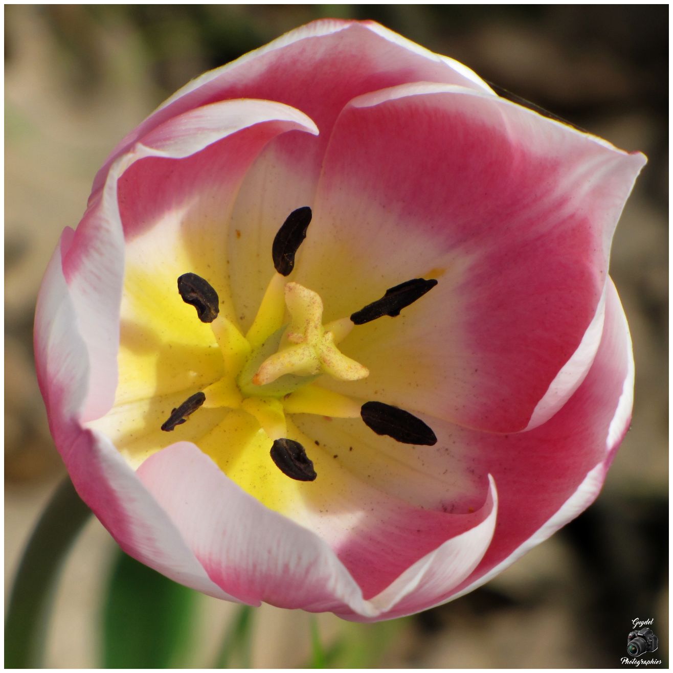 Tulipe