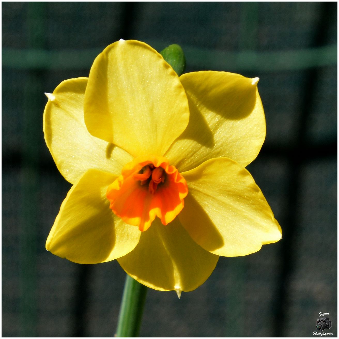 Mini Narcisse