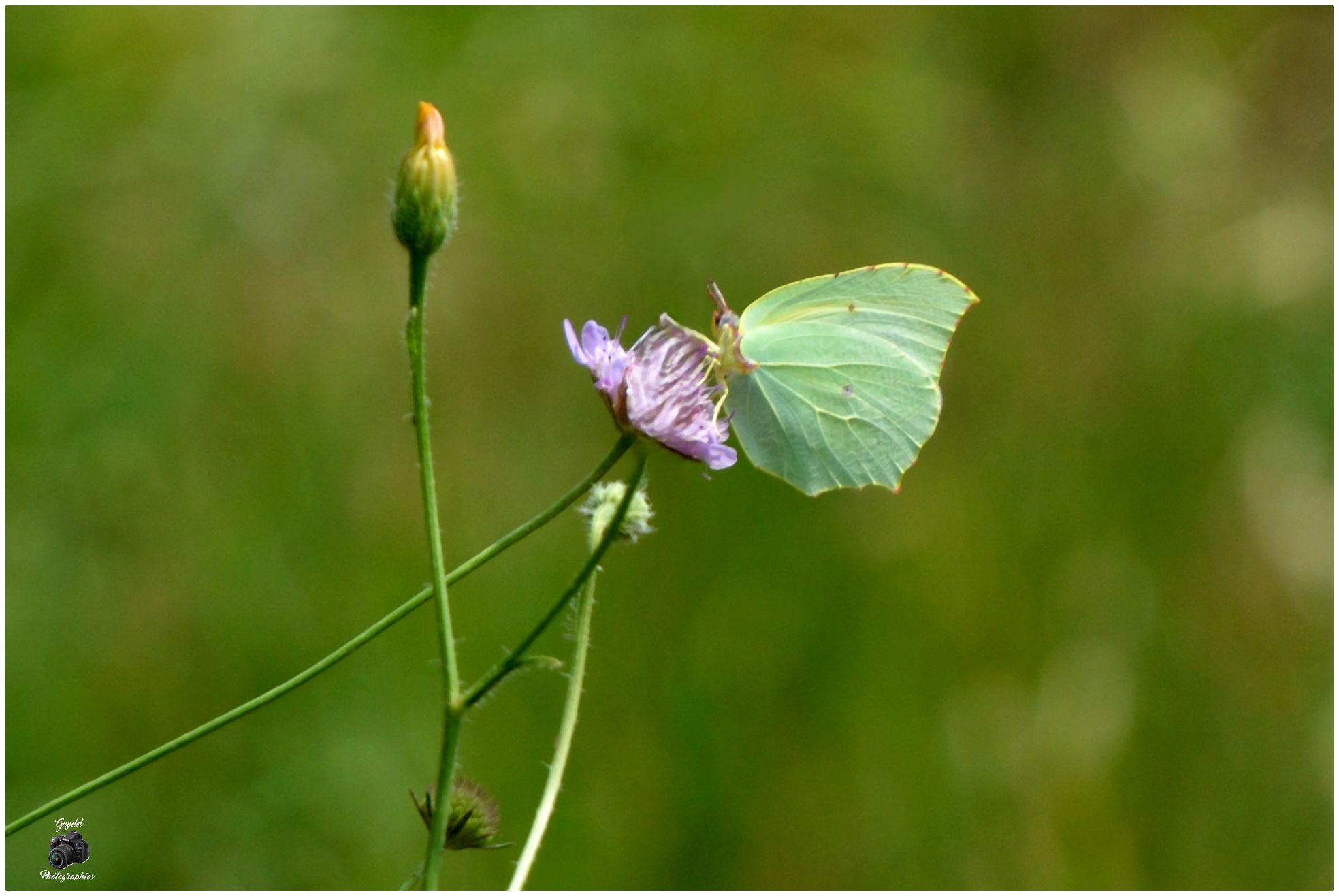 Un Citron vert sur une Scabieuse