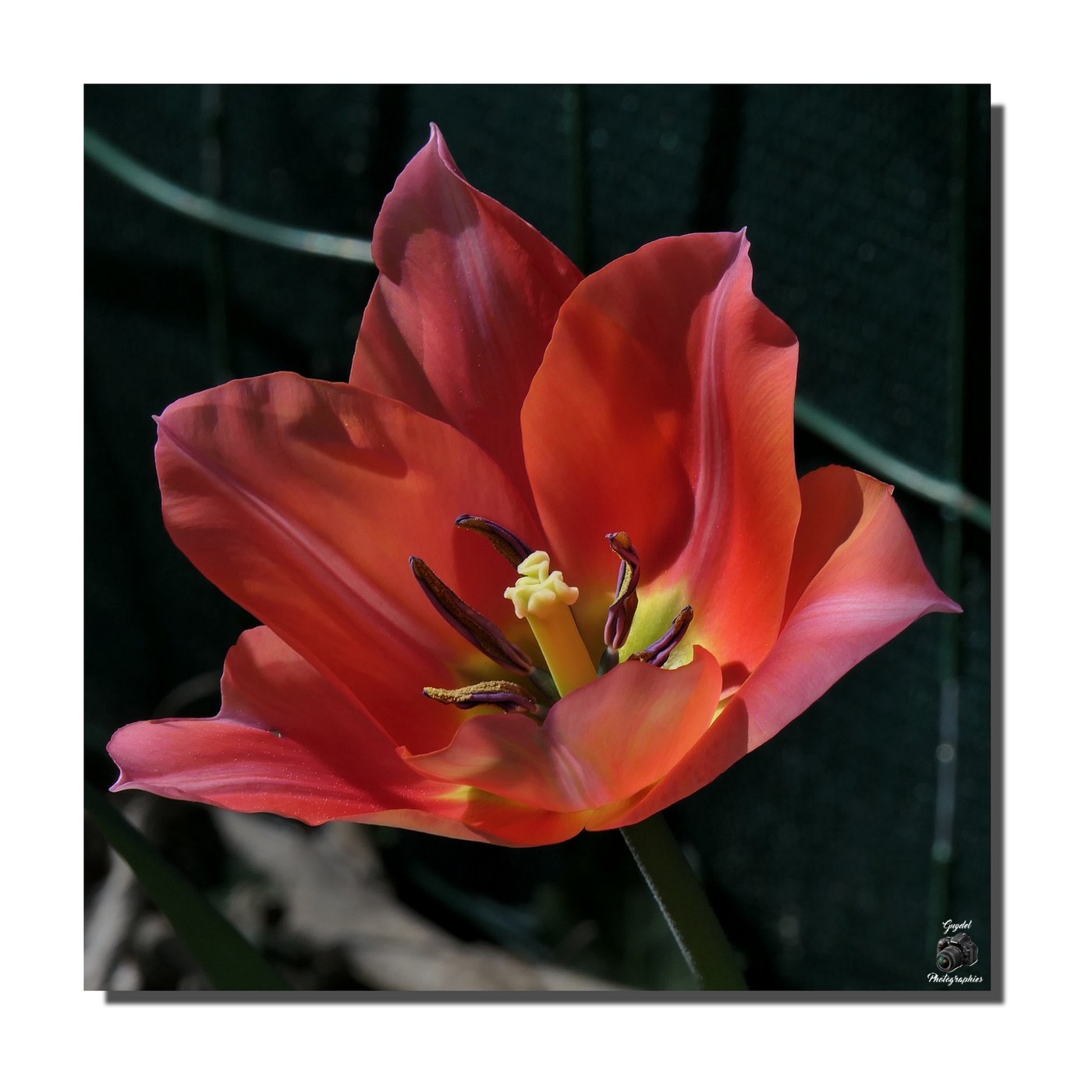 Beaucoup de Rouges