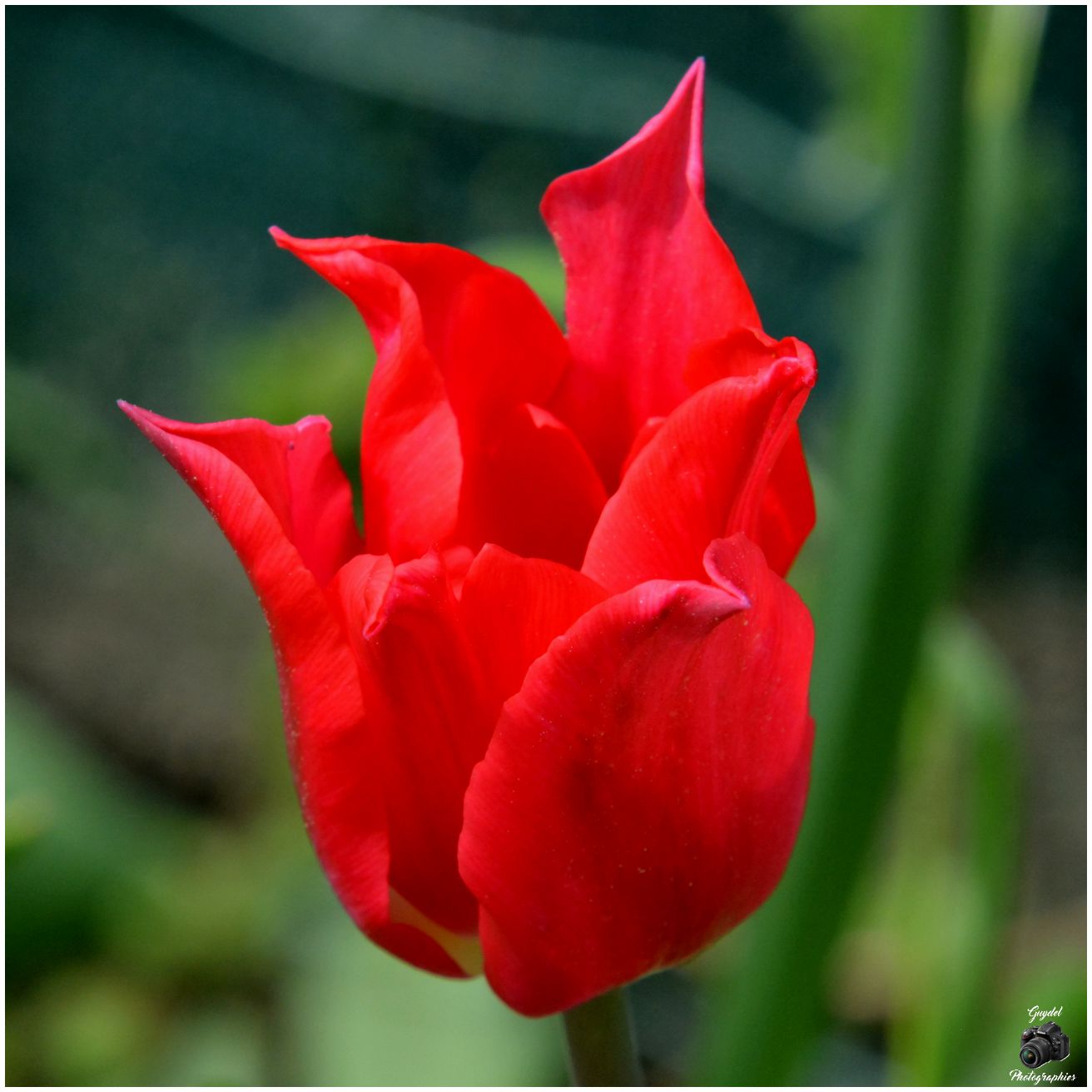 Une nouvelle "flamme" bien rouge