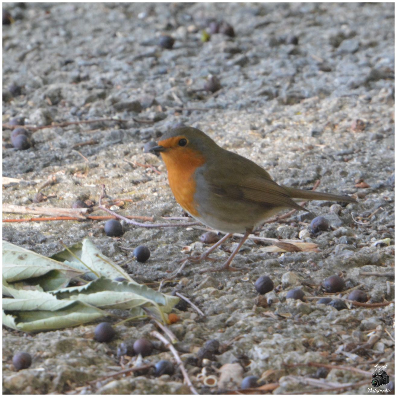 Robin et les Micocoules