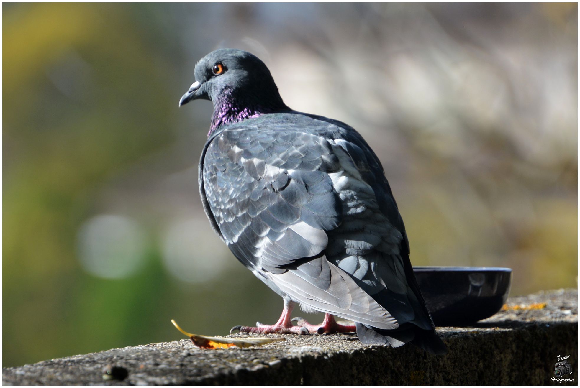 Un Pigeon sur le Mur