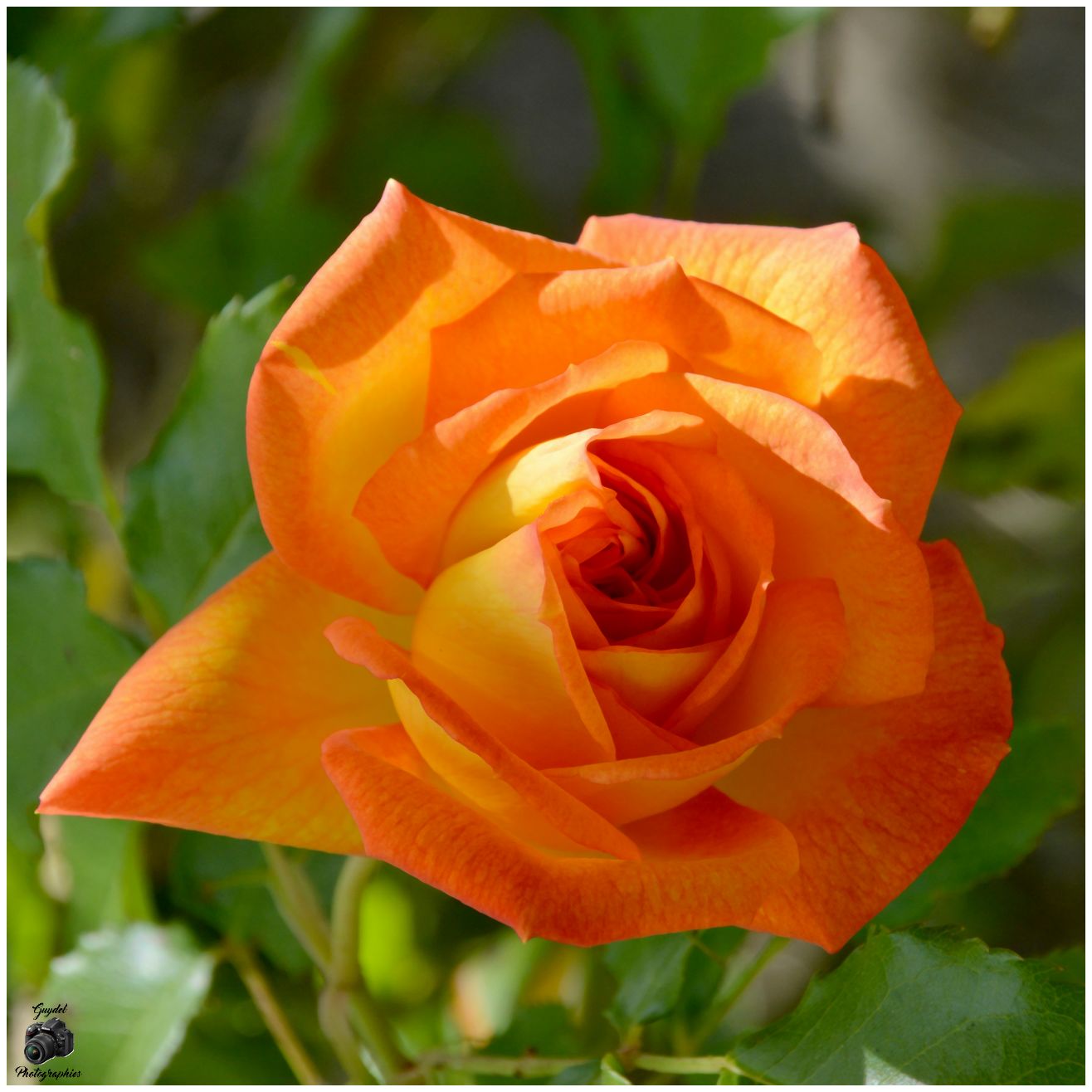 Mme A. Meilland