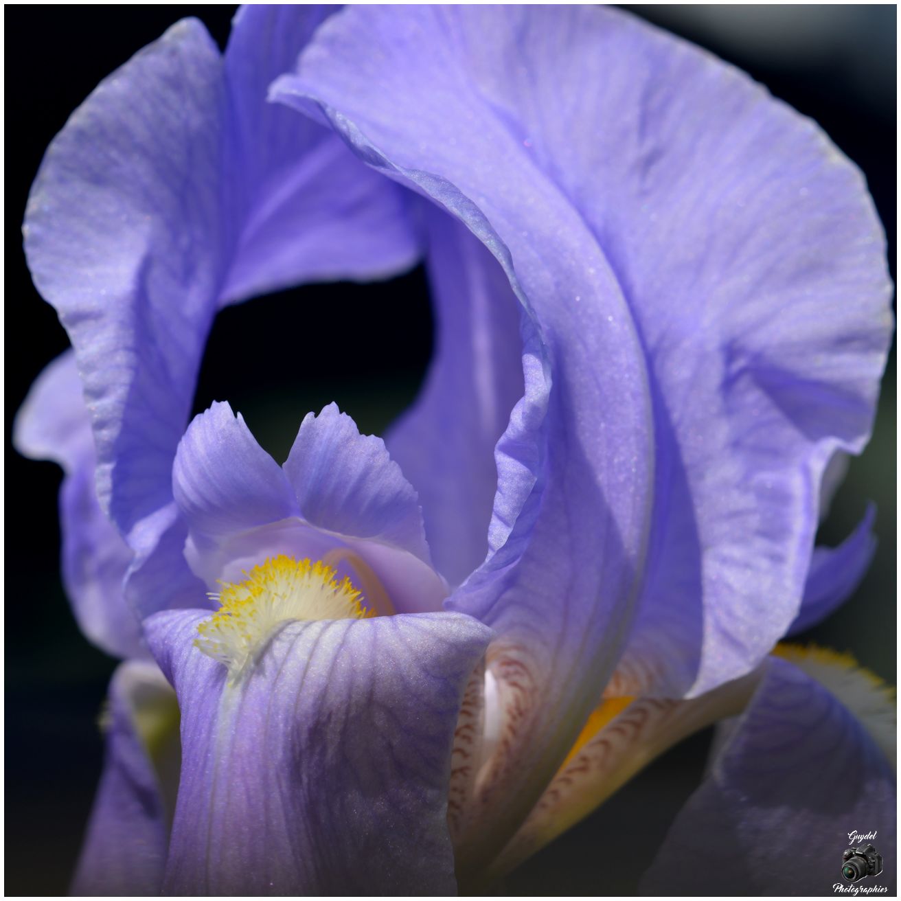 Joli Iris mauve clair