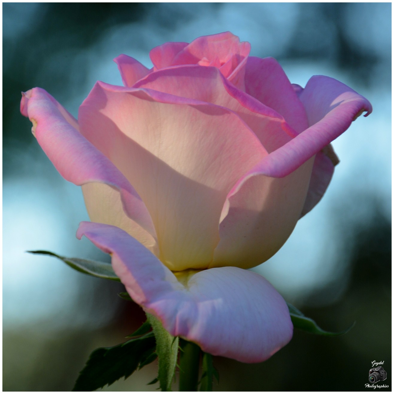 Juste une Rose