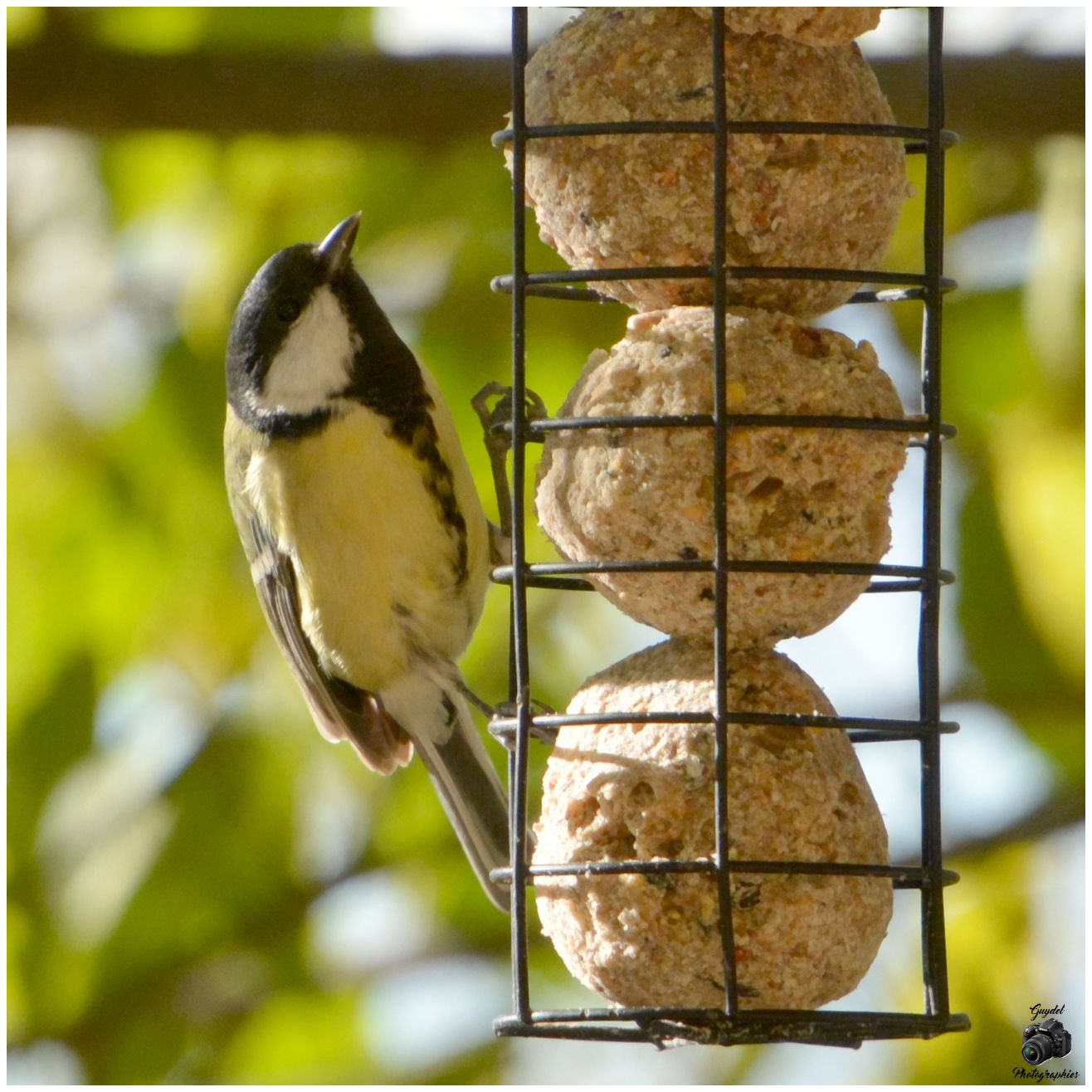 Mésange Charbonnière au resto !