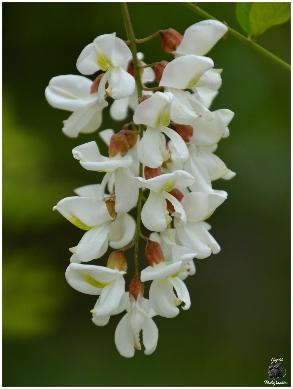 Inflorescence du Robinier