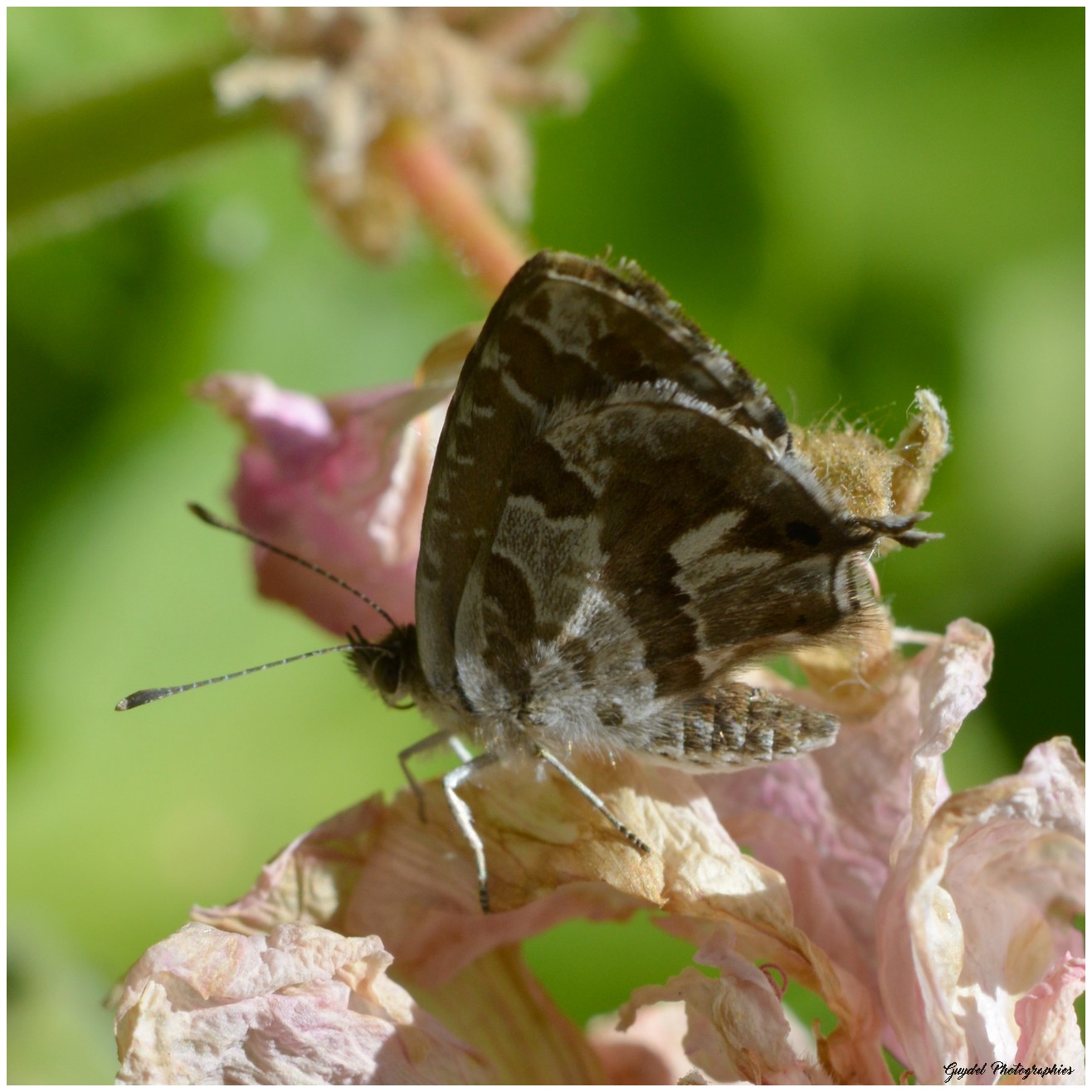 Brun du Pélargonium