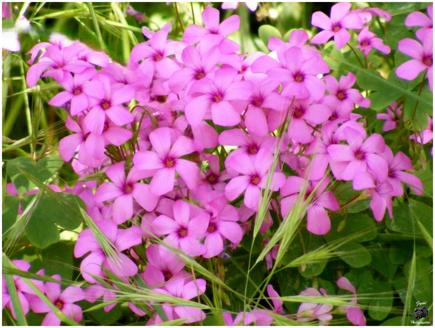 Fleurs de Talus