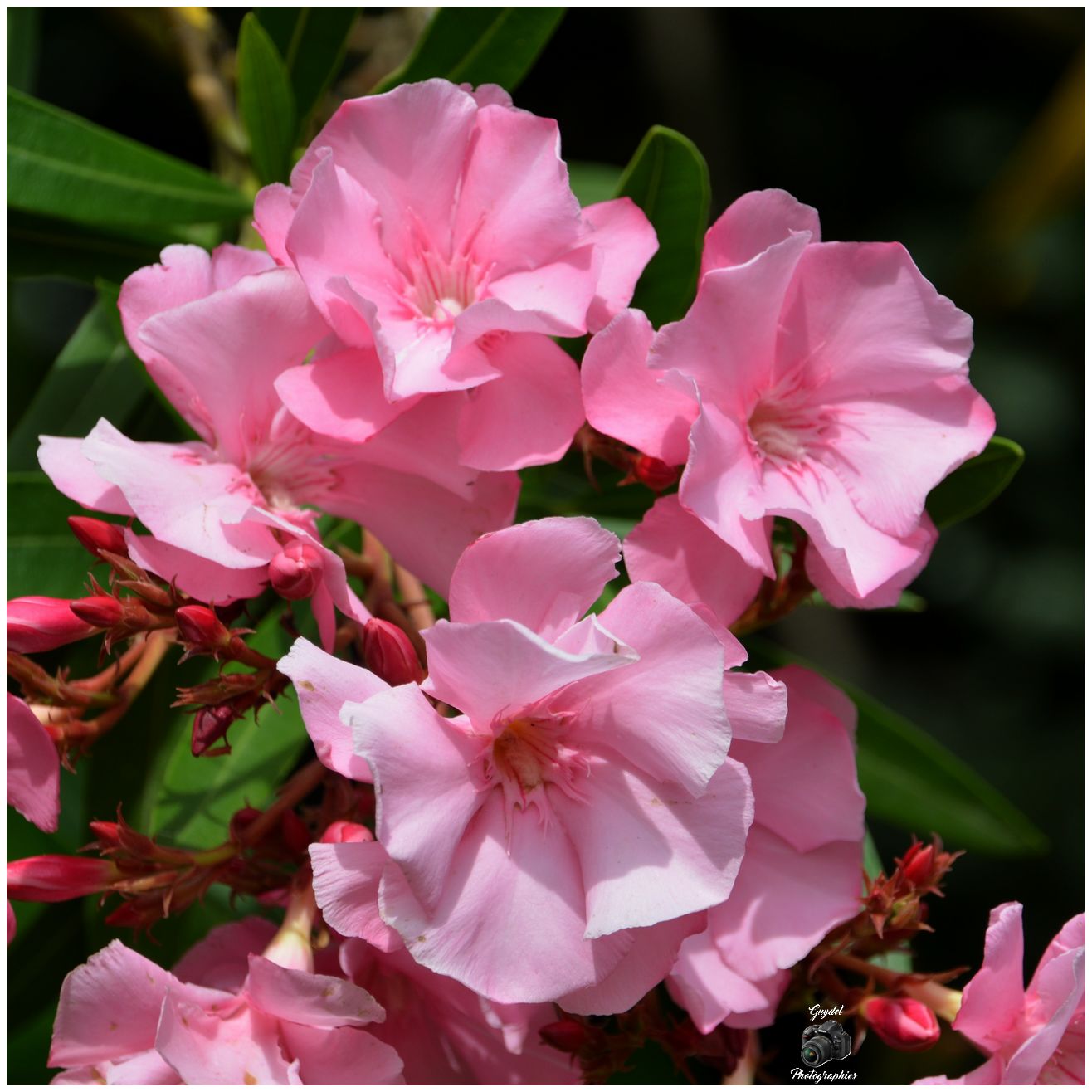 ... et fait de bien belles fleurs !