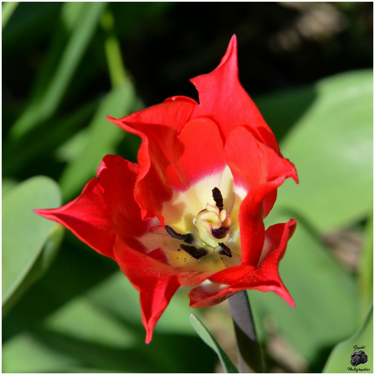 La Tulipe rouge vieillit
