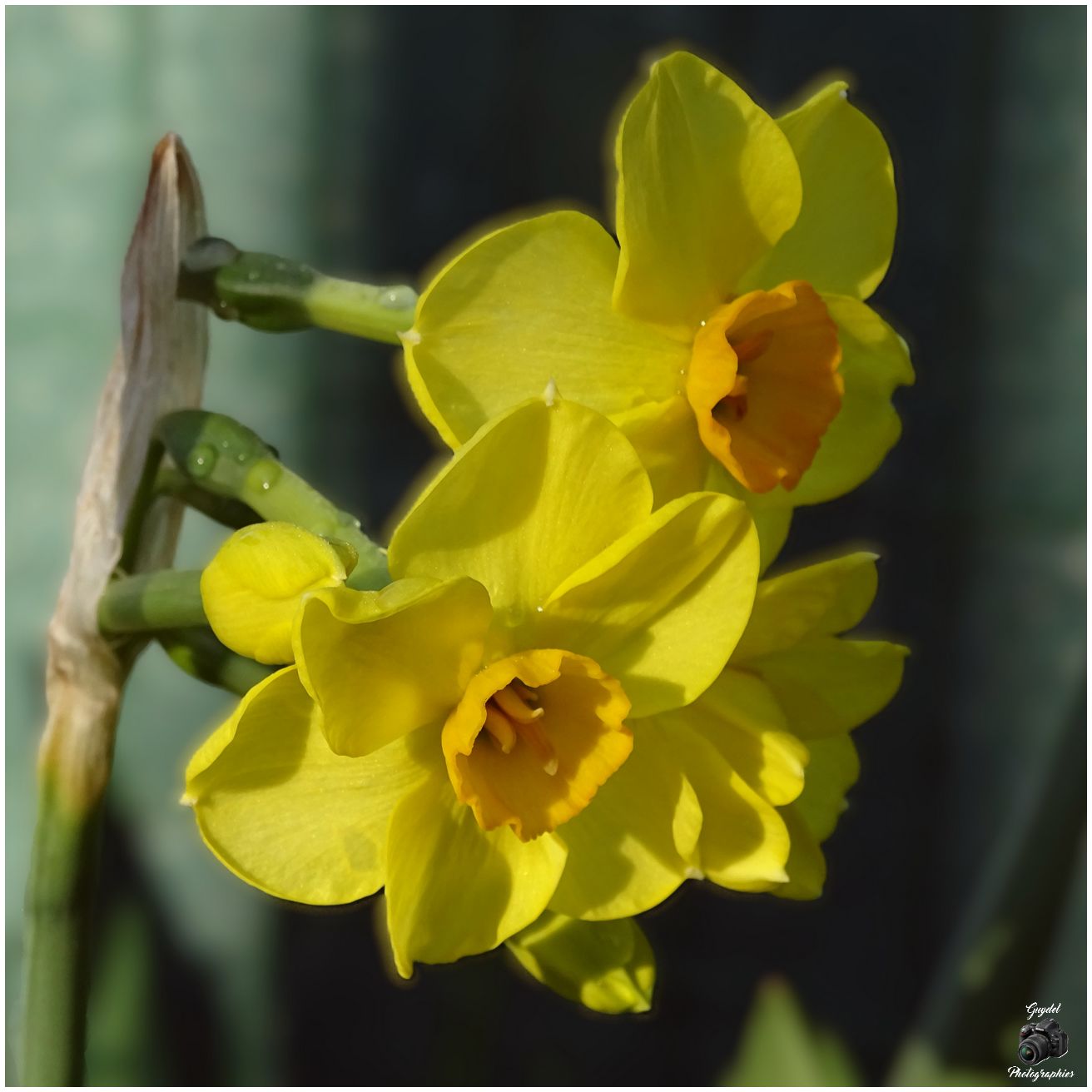 Inflorescence de mini Jonquilles
