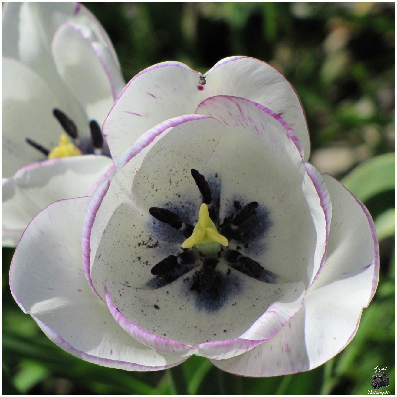 Blanches avec un liseré violet
