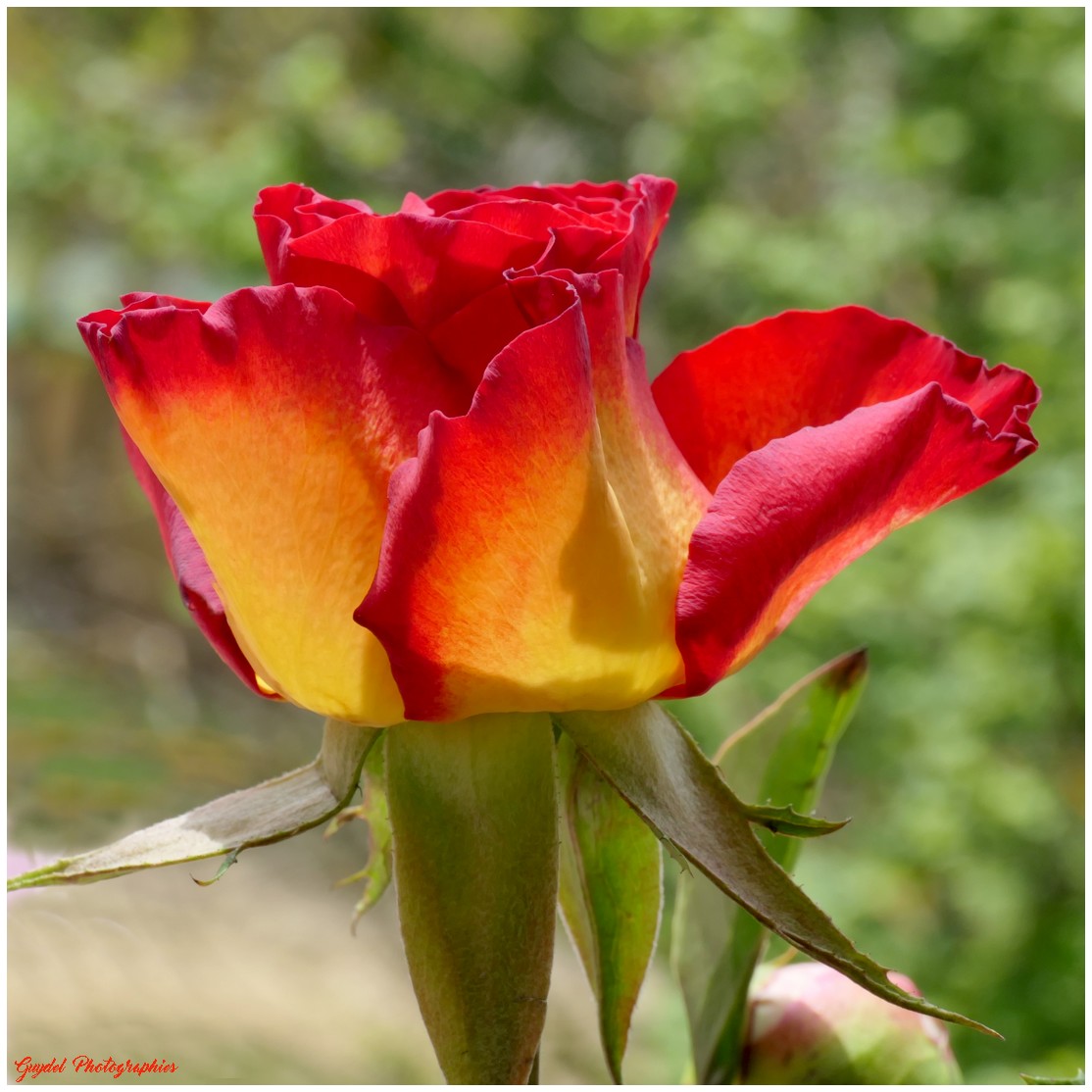 Une Rose