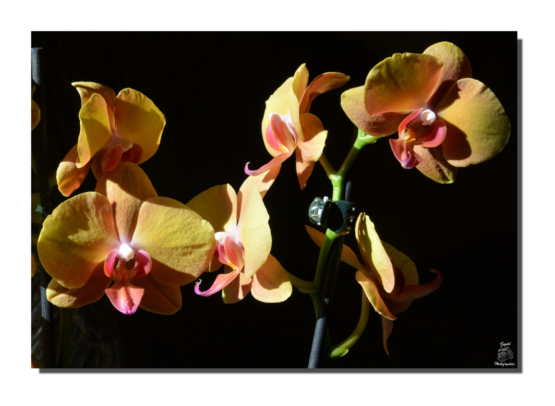 Zoom sur le Phalaenopsis !