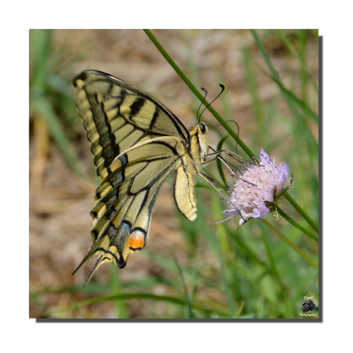 Je me souviens d'un Machaon ...